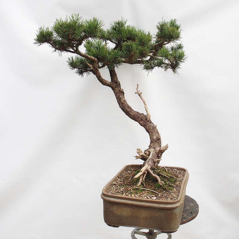 Bonsai im Freien - Schlammkiefer - Pinus uncinata