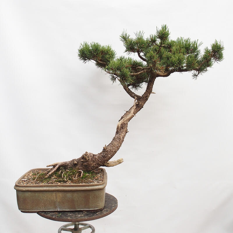Bonsai im Freien - Schlammkiefer - Pinus uncinata