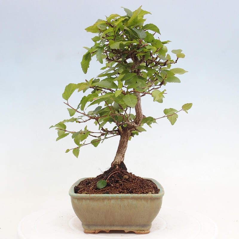 Bonsai im Freien -Carpinus CARPINOIDES - Koreanische Hainbuche