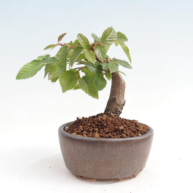 Outdoor-Bonsai -Carpinus CARPINOIDES - Koreanisch Hainbuche