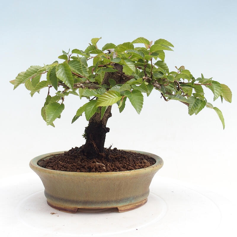 Outdoor-Bonsai -Carpinus CARPINOIDES - Koreanisch Hainbuche