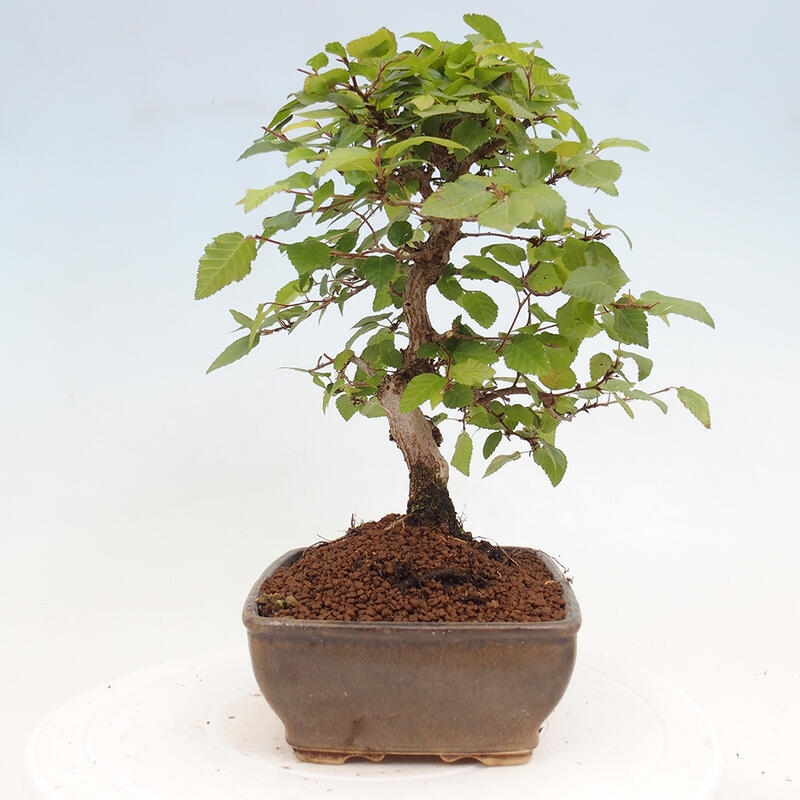 Bonsai im Freien -Carpinus CARPINOIDES - Koreanische Hainbuche