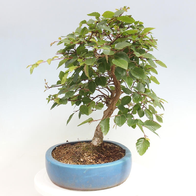 Outdoor-Bonsai -Carpinus CARPINOIDES - Koreanisch Hainbuche
