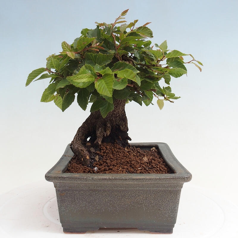Outdoor-Bonsai -Carpinus CARPINOIDES - Koreanisch Hainbuche