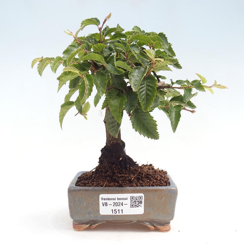 Outdoor-Bonsai -Carpinus CARPINOIDES - Koreanisch Hainbuche