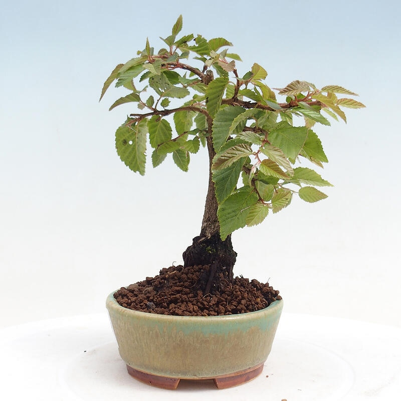 Outdoor-Bonsai -Carpinus CARPINOIDES - Koreanisch Hainbuche