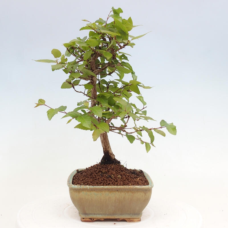 Bonsai im Freien -Carpinus CARPINOIDES - Koreanische Hainbuche