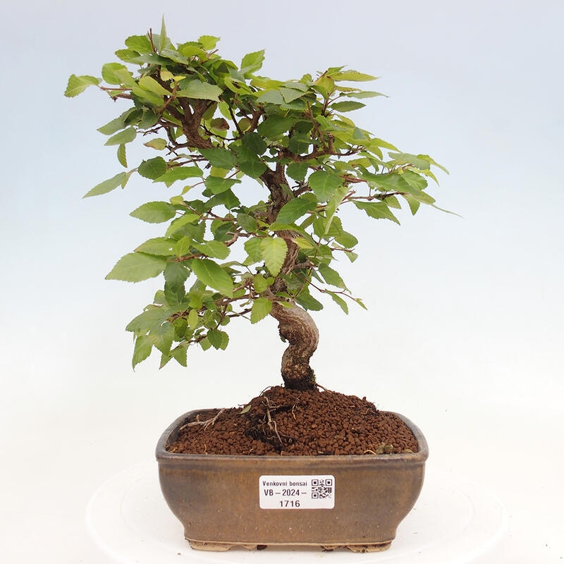 Bonsai im Freien -Carpinus CARPINOIDES - Koreanische Hainbuche