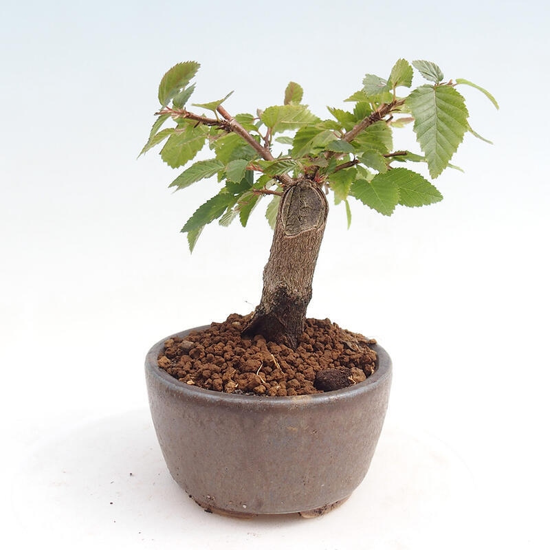 Outdoor-Bonsai -Carpinus CARPINOIDES - Koreanisch Hainbuche