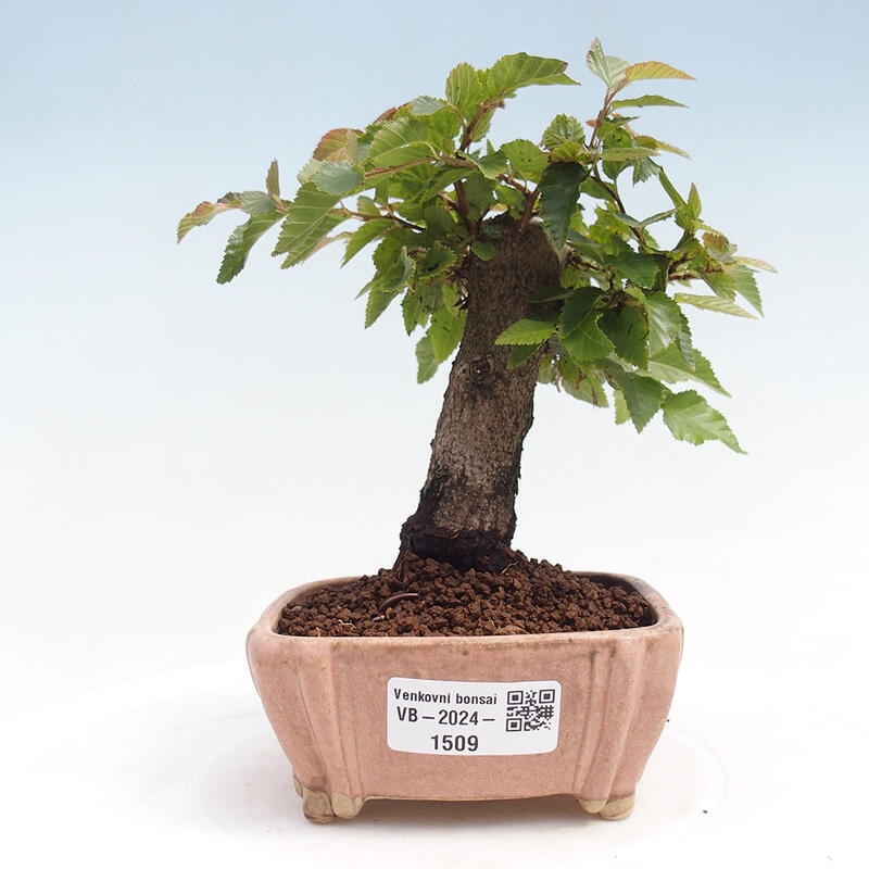 Outdoor-Bonsai -Carpinus CARPINOIDES - Koreanisch Hainbuche