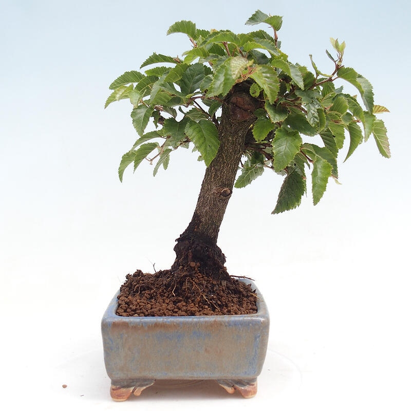 Outdoor-Bonsai -Carpinus CARPINOIDES - Koreanisch Hainbuche