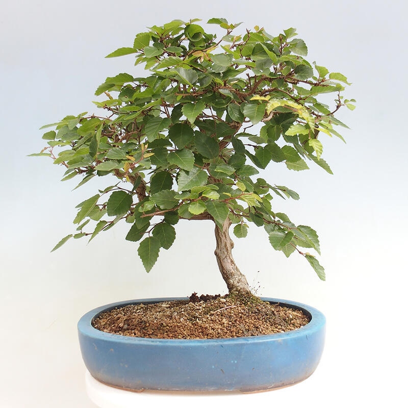 Outdoor-Bonsai -Carpinus CARPINOIDES - Koreanisch Hainbuche