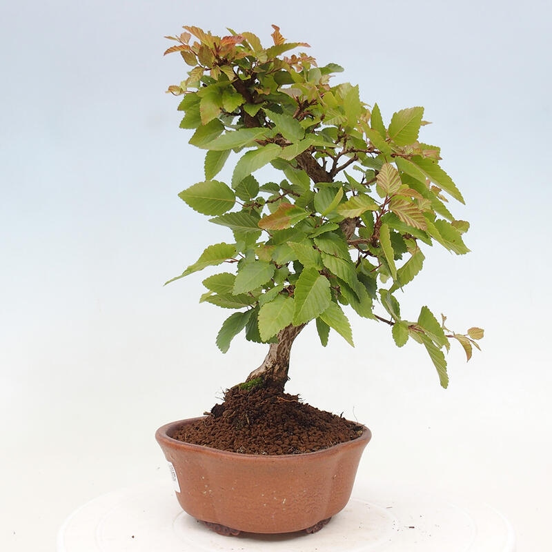Bonsai im Freien -Carpinus CARPINOIDES - Koreanische Hainbuche