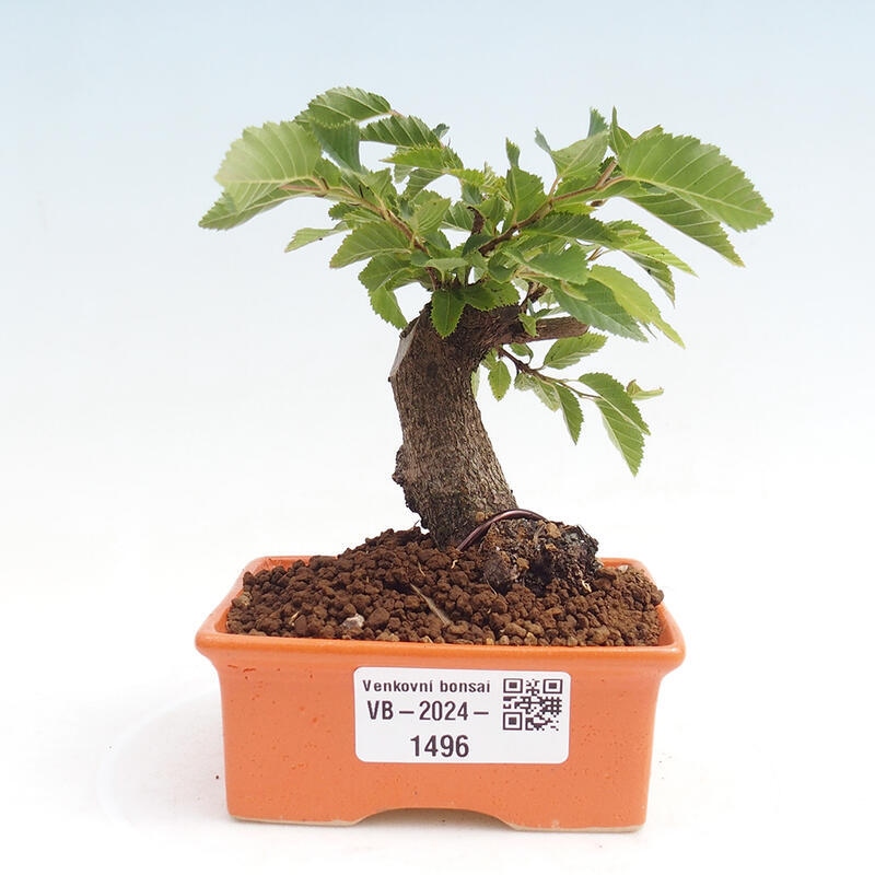 Outdoor-Bonsai -Carpinus CARPINOIDES - Koreanisch Hainbuche