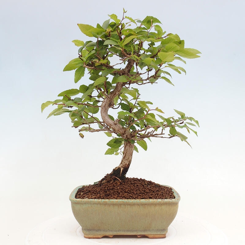Bonsai im Freien -Carpinus CARPINOIDES - Koreanische Hainbuche