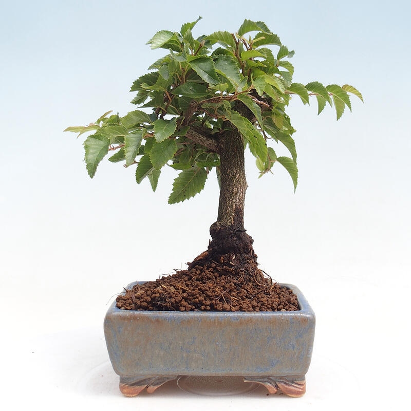 Outdoor-Bonsai -Carpinus CARPINOIDES - Koreanisch Hainbuche