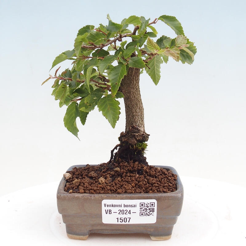 Outdoor-Bonsai -Carpinus CARPINOIDES - Koreanisch Hainbuche