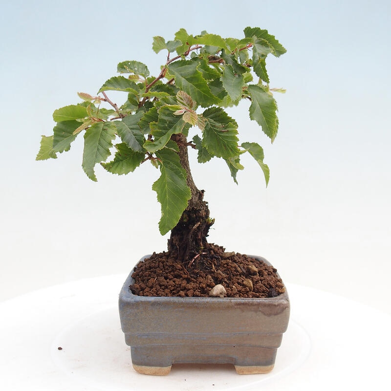 Outdoor-Bonsai -Carpinus CARPINOIDES - Koreanisch Hainbuche