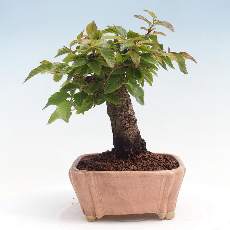 Outdoor-Bonsai -Carpinus CARPINOIDES - Koreanisch Hainbuche