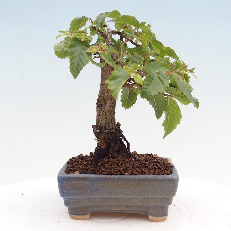 Outdoor-Bonsai -Carpinus CARPINOIDES - Koreanisch Hainbuche