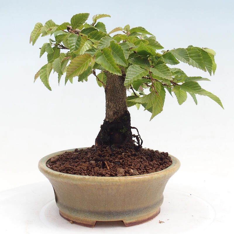 Outdoor-Bonsai -Carpinus CARPINOIDES - Koreanisch Hainbuche