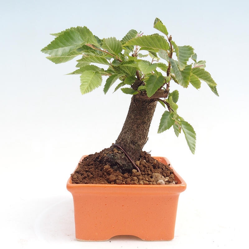 Outdoor-Bonsai -Carpinus CARPINOIDES - Koreanisch Hainbuche