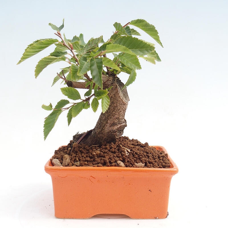 Outdoor-Bonsai -Carpinus CARPINOIDES - Koreanisch Hainbuche