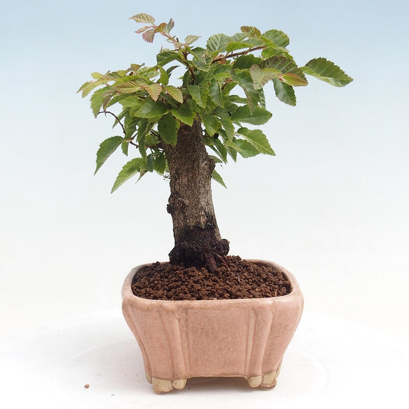 Outdoor-Bonsai -Carpinus CARPINOIDES - Koreanisch Hainbuche