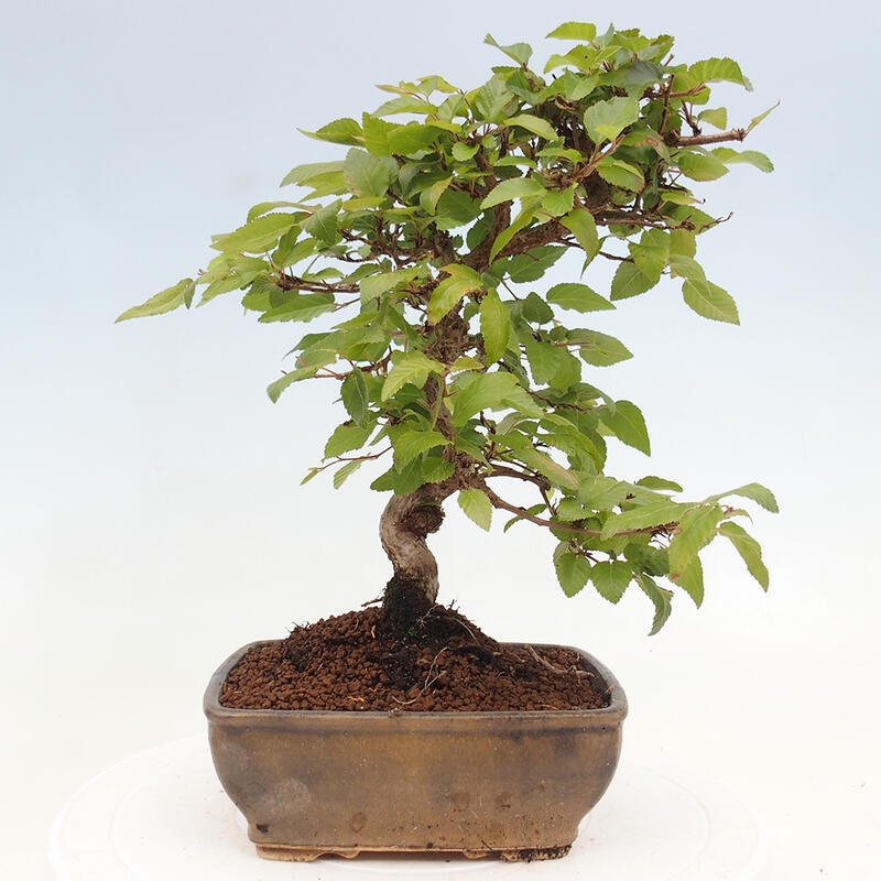 Bonsai im Freien -Carpinus CARPINOIDES - Koreanische Hainbuche