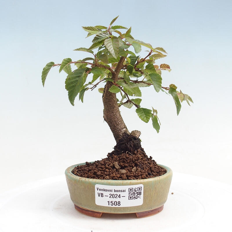 Outdoor-Bonsai -Carpinus CARPINOIDES - Koreanisch Hainbuche