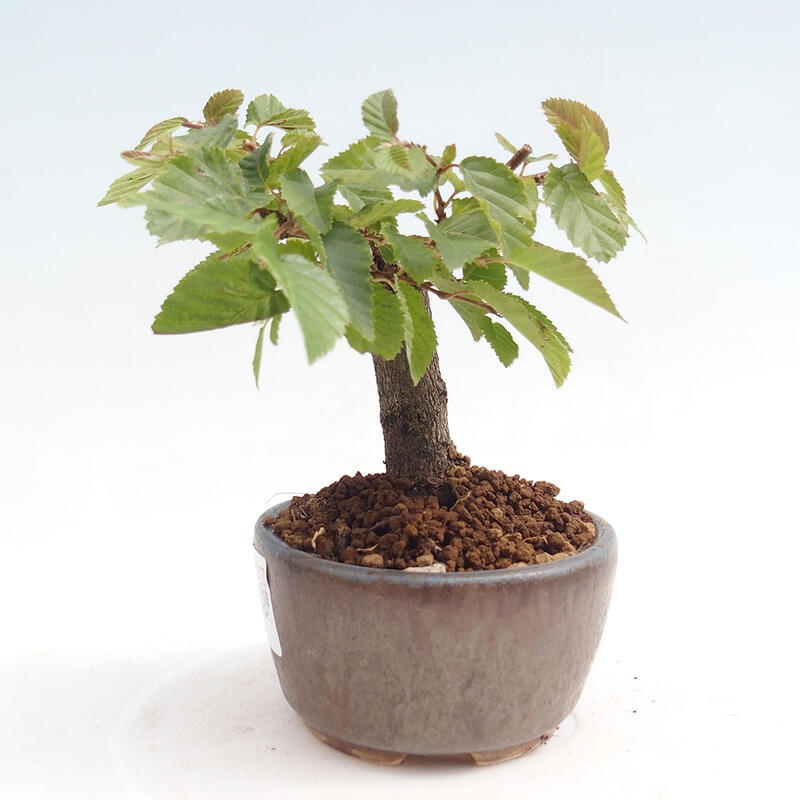 Outdoor-Bonsai -Carpinus CARPINOIDES - Koreanisch Hainbuche