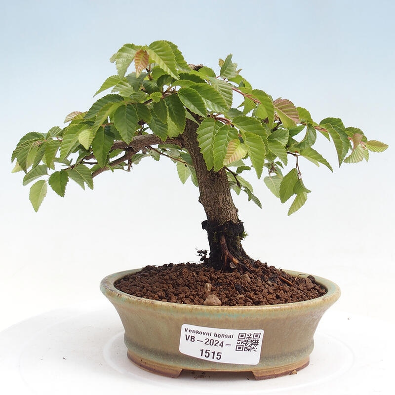 Outdoor-Bonsai -Carpinus CARPINOIDES - Koreanisch Hainbuche