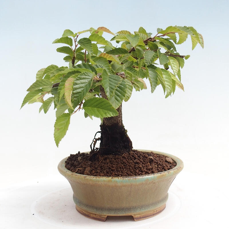Outdoor-Bonsai -Carpinus CARPINOIDES - Koreanisch Hainbuche