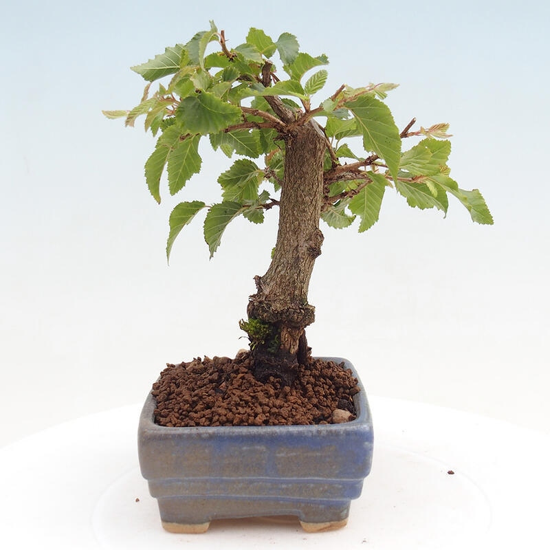 Outdoor-Bonsai -Carpinus CARPINOIDES - Koreanisch Hainbuche