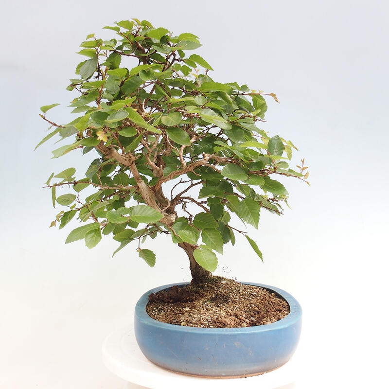 Outdoor-Bonsai -Carpinus CARPINOIDES - Koreanisch Hainbuche