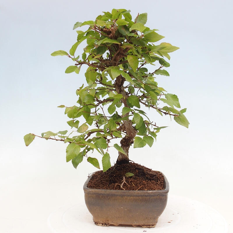 Bonsai im Freien -Carpinus CARPINOIDES - Koreanische Hainbuche