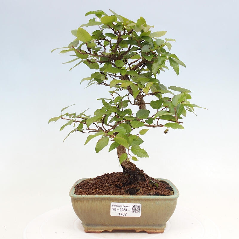Bonsai im Freien -Carpinus CARPINOIDES - Koreanische Hainbuche
