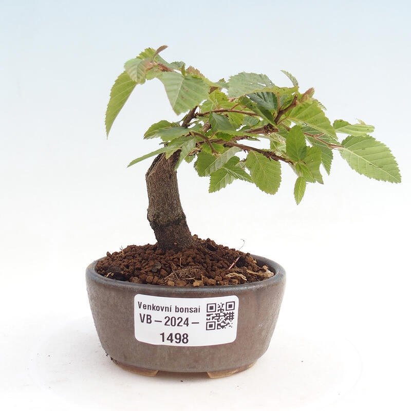 Outdoor-Bonsai -Carpinus CARPINOIDES - Koreanisch Hainbuche