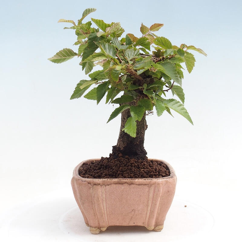 Outdoor-Bonsai -Carpinus CARPINOIDES - Koreanisch Hainbuche