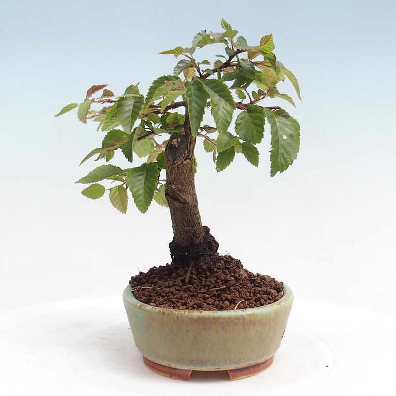 Outdoor-Bonsai -Carpinus CARPINOIDES - Koreanisch Hainbuche