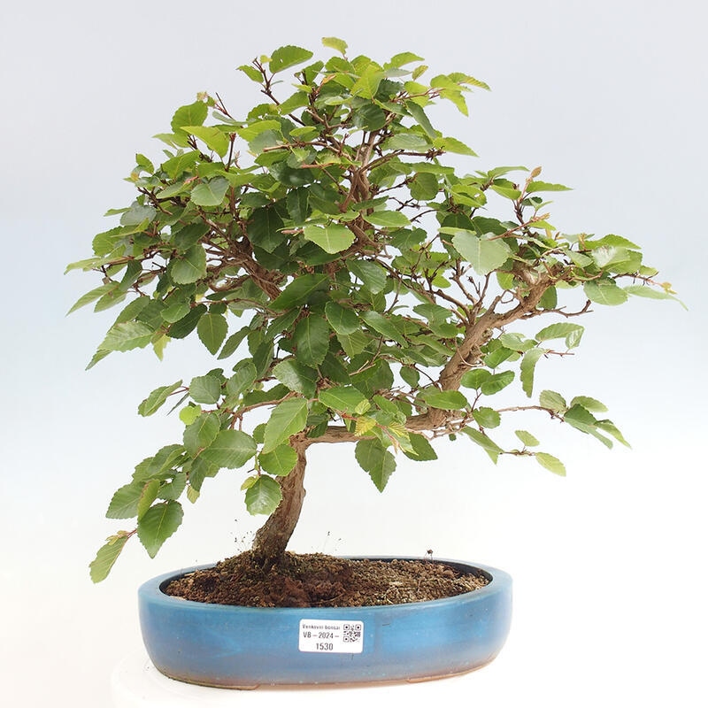 Outdoor-Bonsai -Carpinus CARPINOIDES - Koreanisch Hainbuche