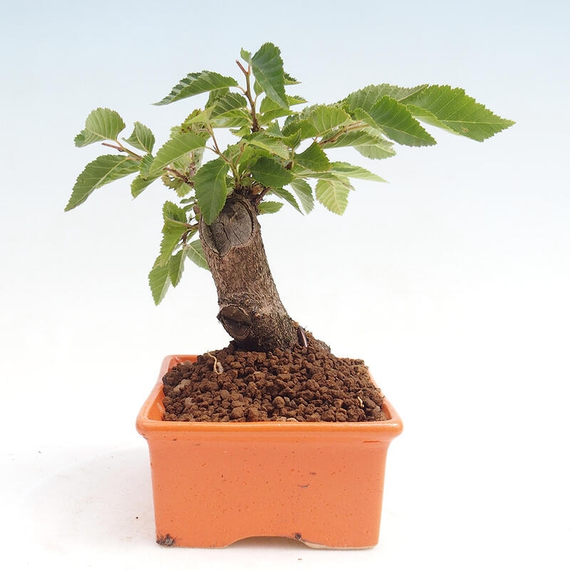 Outdoor-Bonsai -Carpinus CARPINOIDES - Koreanisch Hainbuche