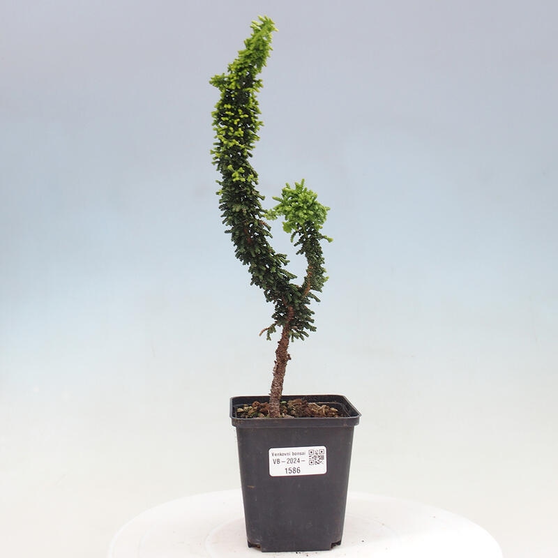 Bonsai im Freien - Cham. obtusa SEKKA HINOKI - Zypresse