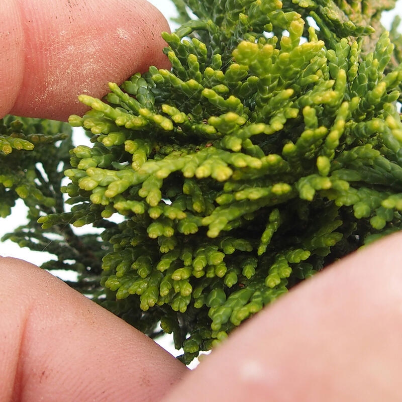 Bonsai im Freien - Cham.pis obtusa Nana Gracilis - Zypresse