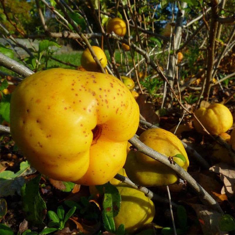 Außen Bonsai - Chaenomeles mit Red Joy -. Quitte