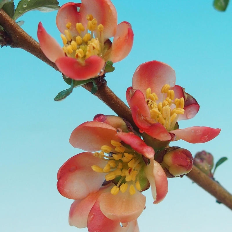Außen Bonsai - Chaenomeles mit Red Joy -. Quitte