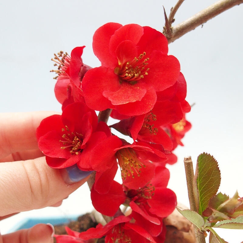 Bonsai für draußen - Chaneomeles sup. Nicoline - Quitte
