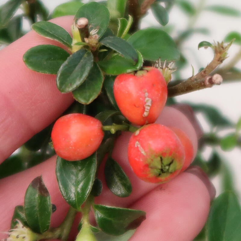 Outdoor-Bonsai-Cotoneaster dammeri - Rock Damer