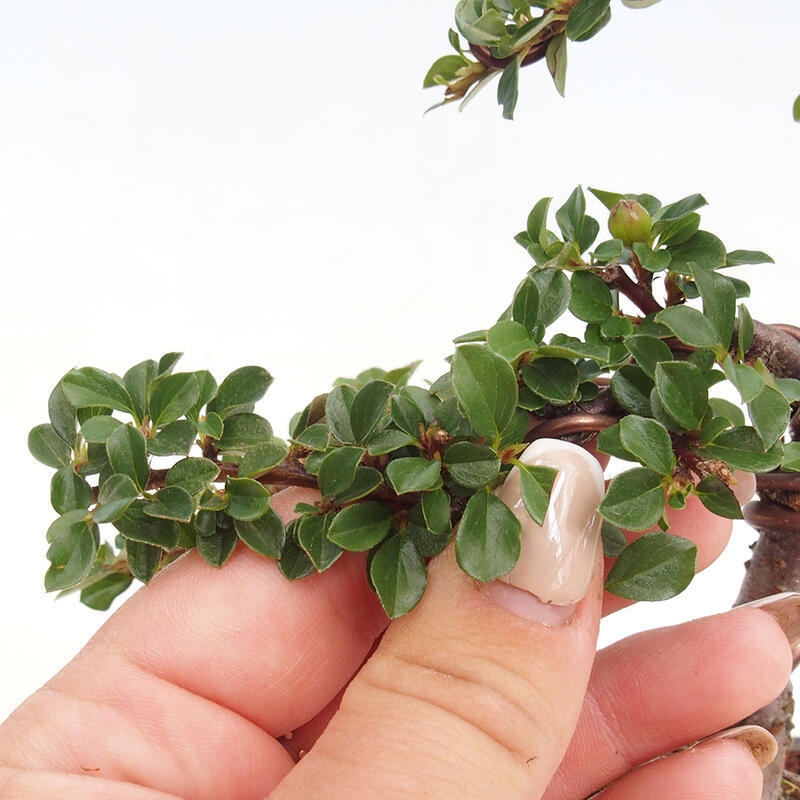 Outdoor bonsai-Cotoneaster horizontalis - Rock