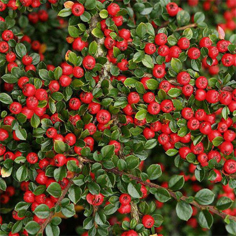 Bonsai im Freien - Cotoneaster horizontalis - Felsenbaum